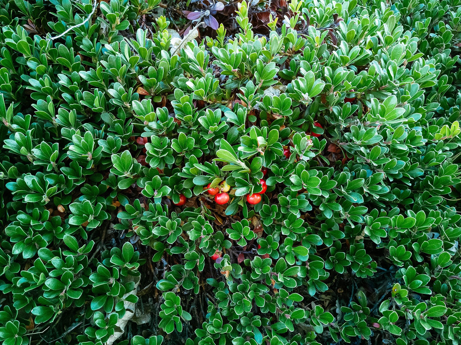 Bearberry ground cover with a few red berries peeking out