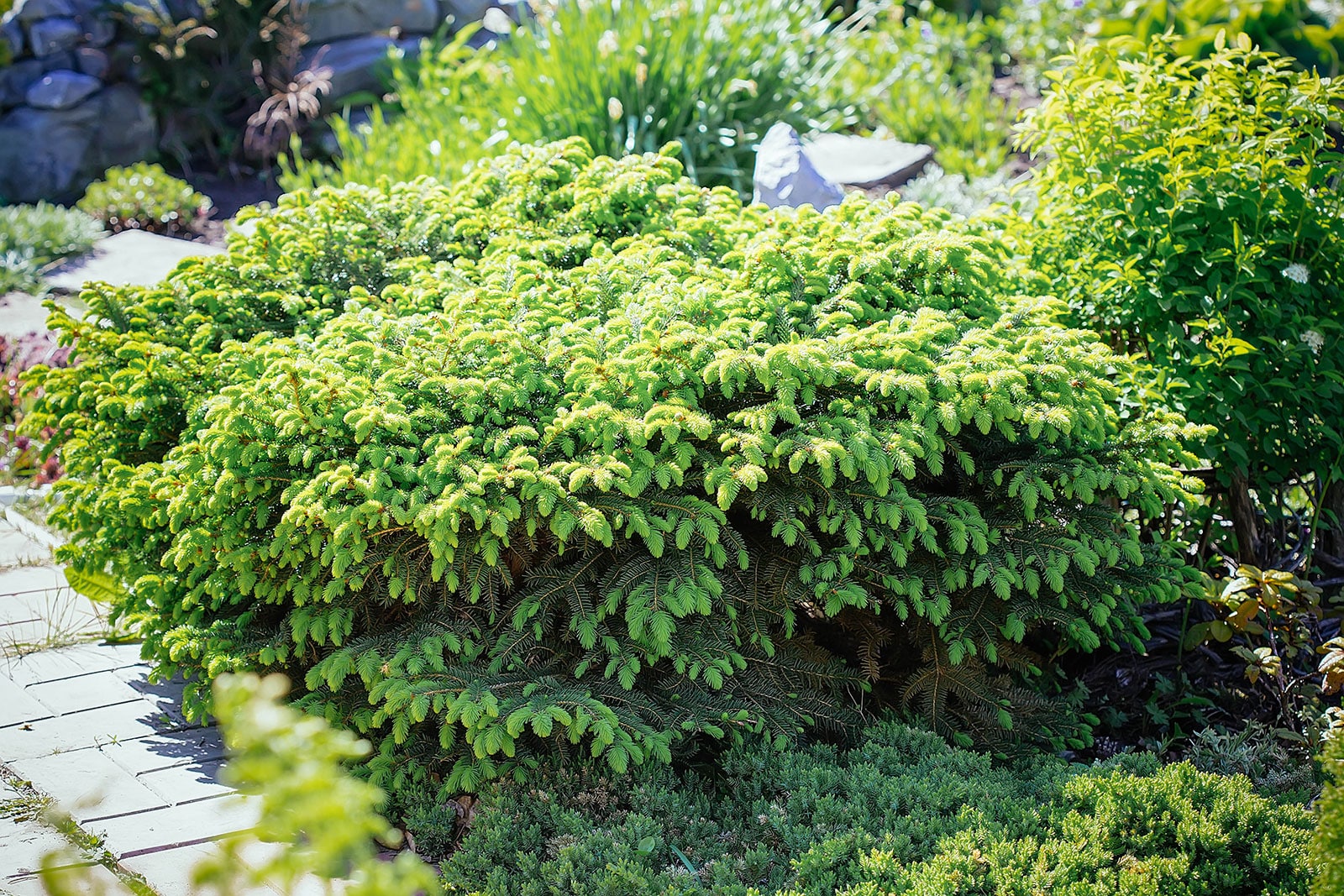 Bird's nest spruce ground cover in a garden surrounded by other plants