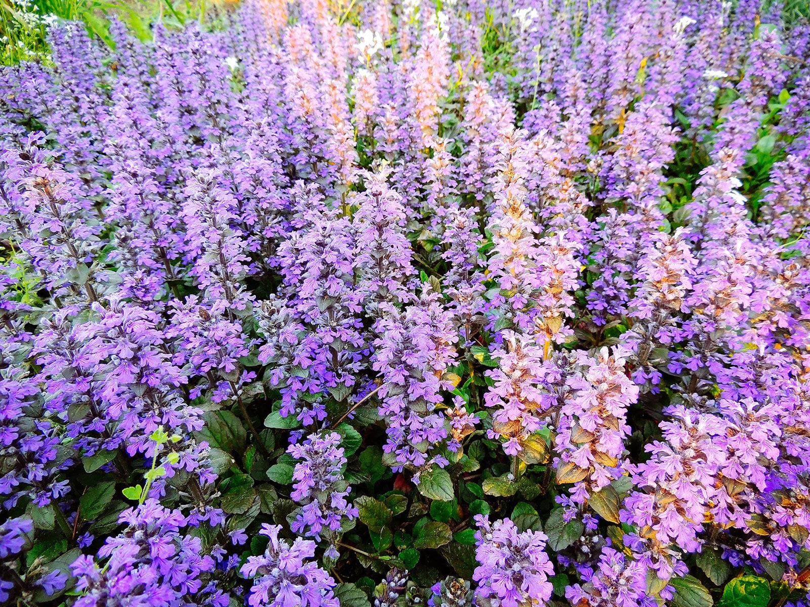 Bugleweed ground cover with purple blooms