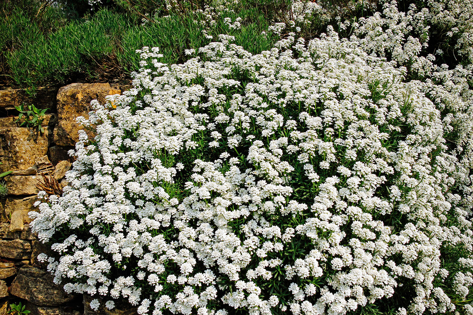 Candytuft covered in a dense mat of white flowers