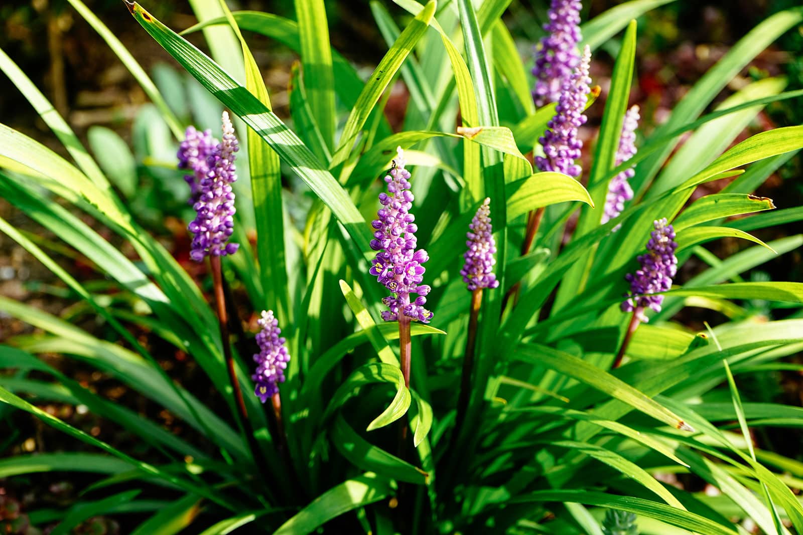 Common lilyturf with purple flower spikes