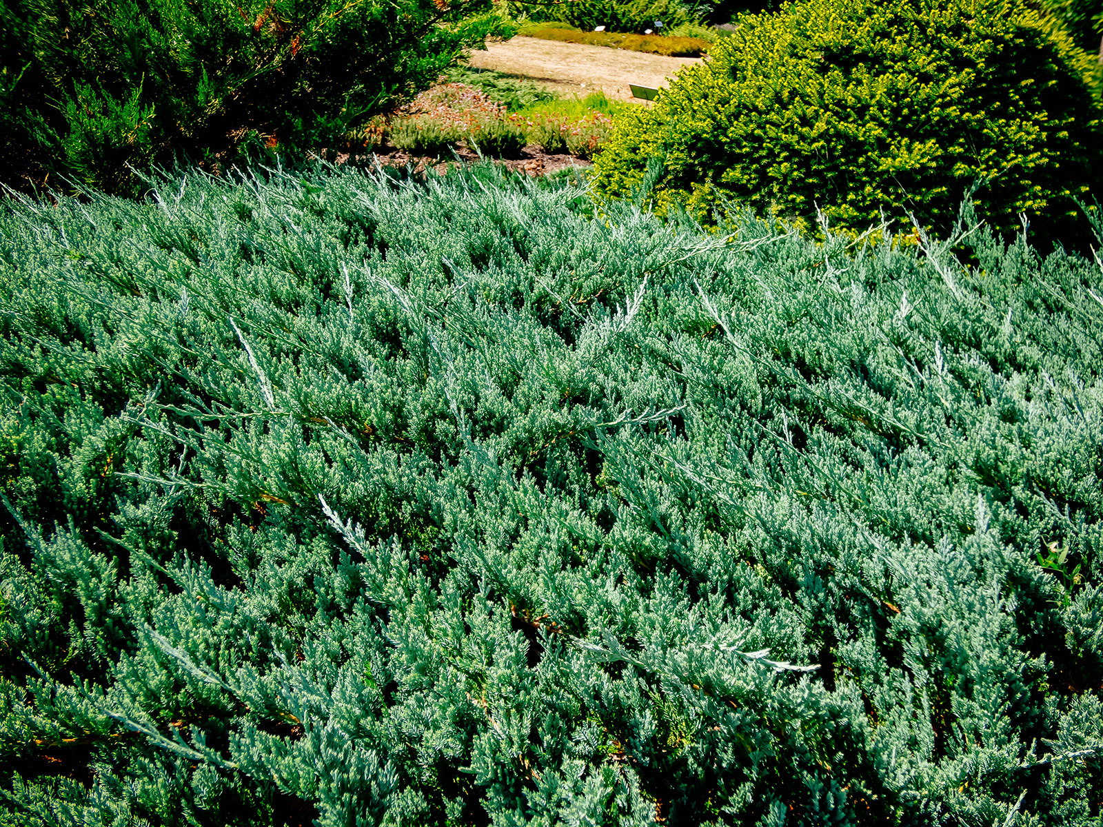 Creeping juniper ground cover in a yard