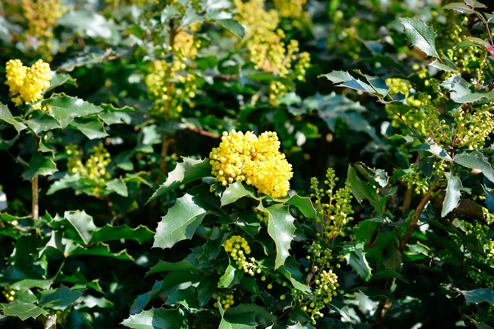 Creeping Oregon grape ground cover with tiny yellow clusters of flowers