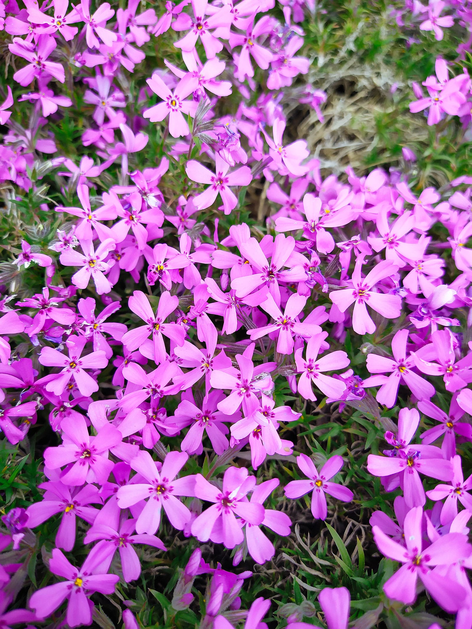 Creeping phox ground cover with pinkish-purple flowers
