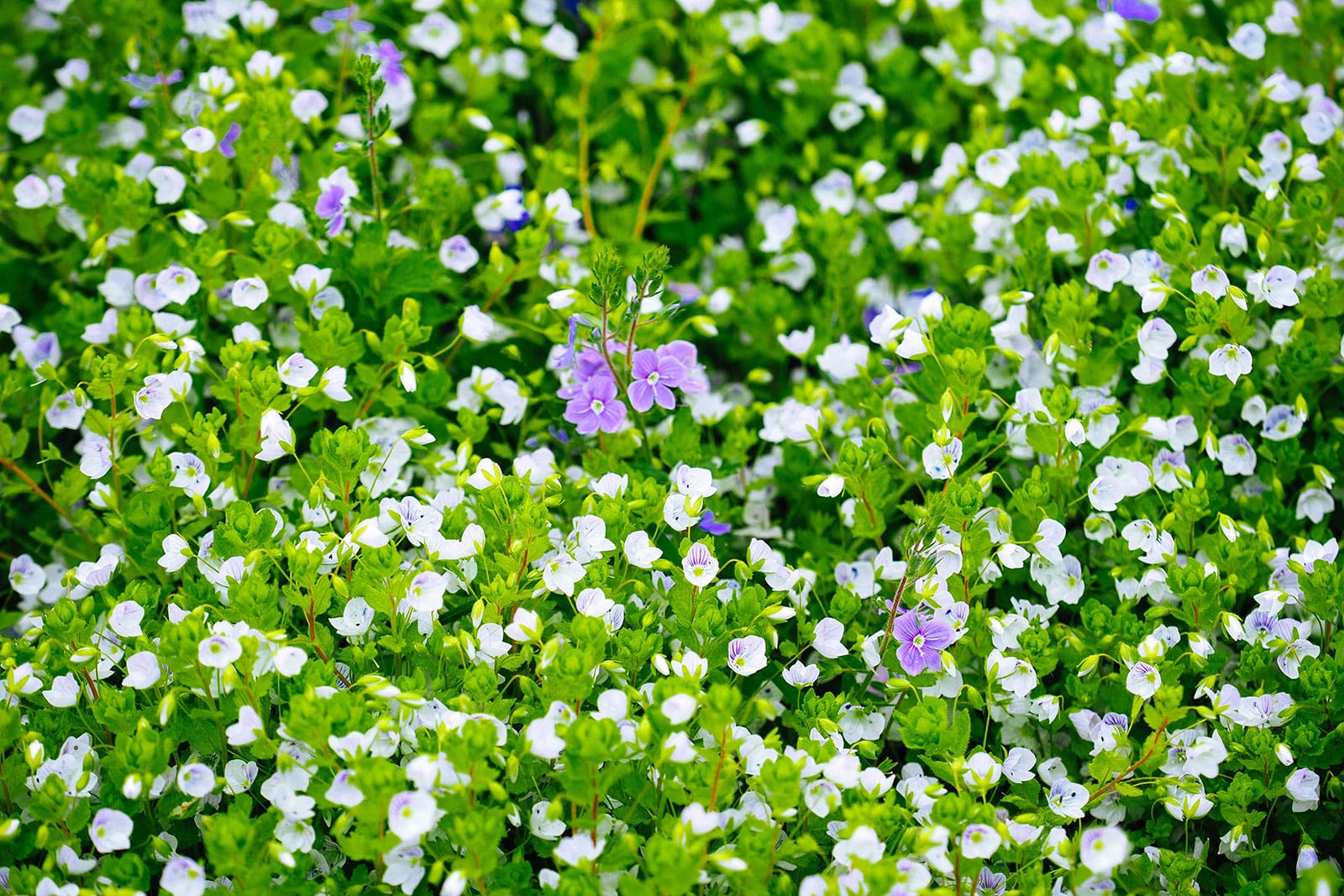 Creeping speedwell in bloom with white and lavender flowers
