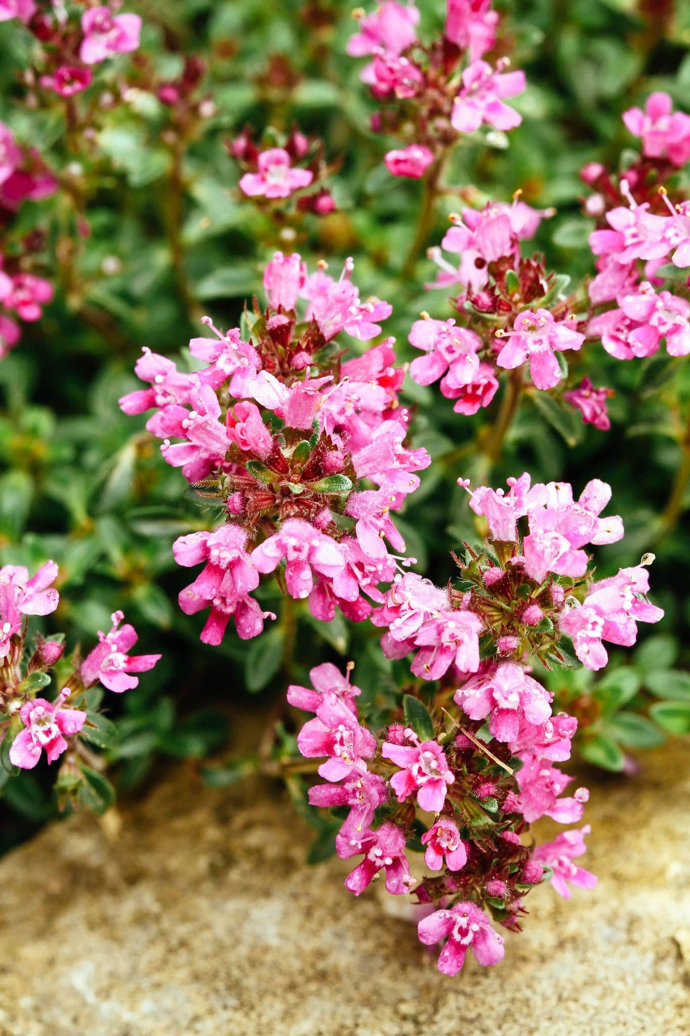 25 Evergreen Ground Covers That Add Year-Round Color - Garden Betty