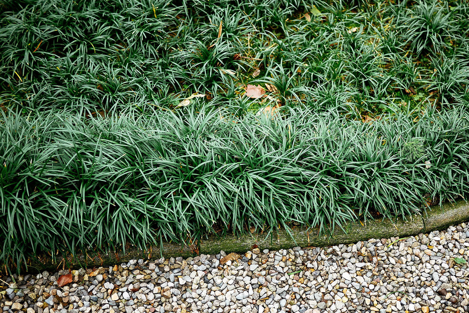 Dwarf mondo grass used as ground cover next to a gravel path