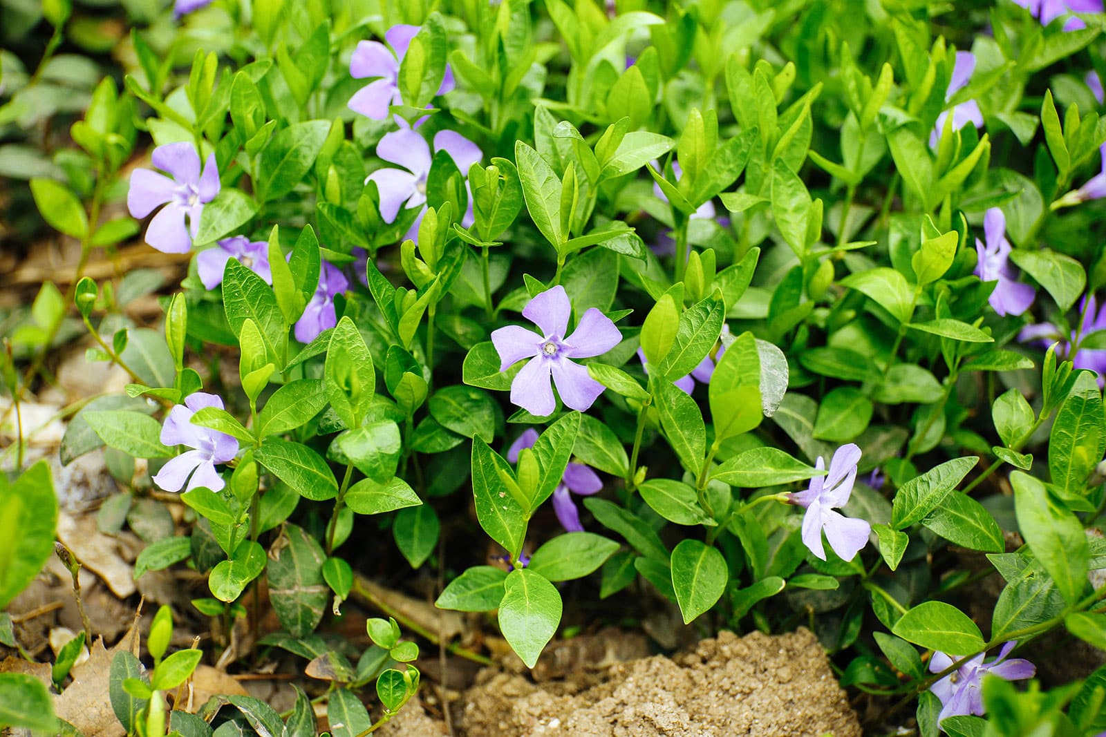 Dwarf periwinkle ground cover with purple flowers