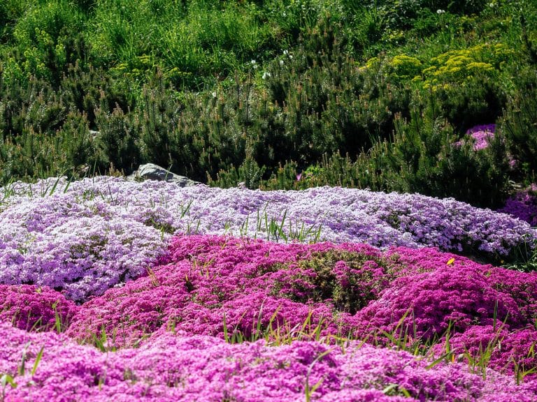 25 Evergreen Ground Covers That Add Year-Round Color