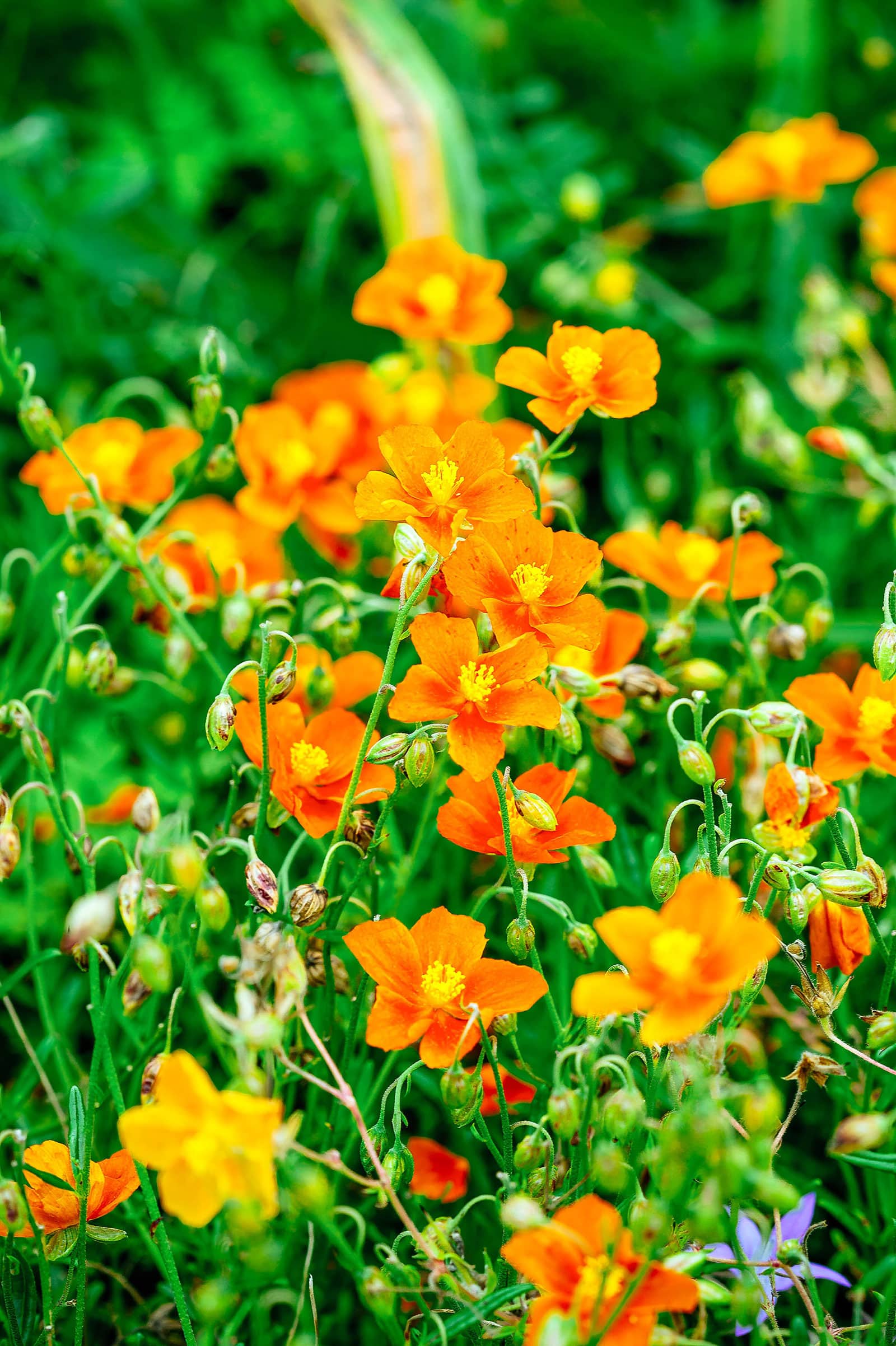 Rock rose ground cover with orange flowers in bloom