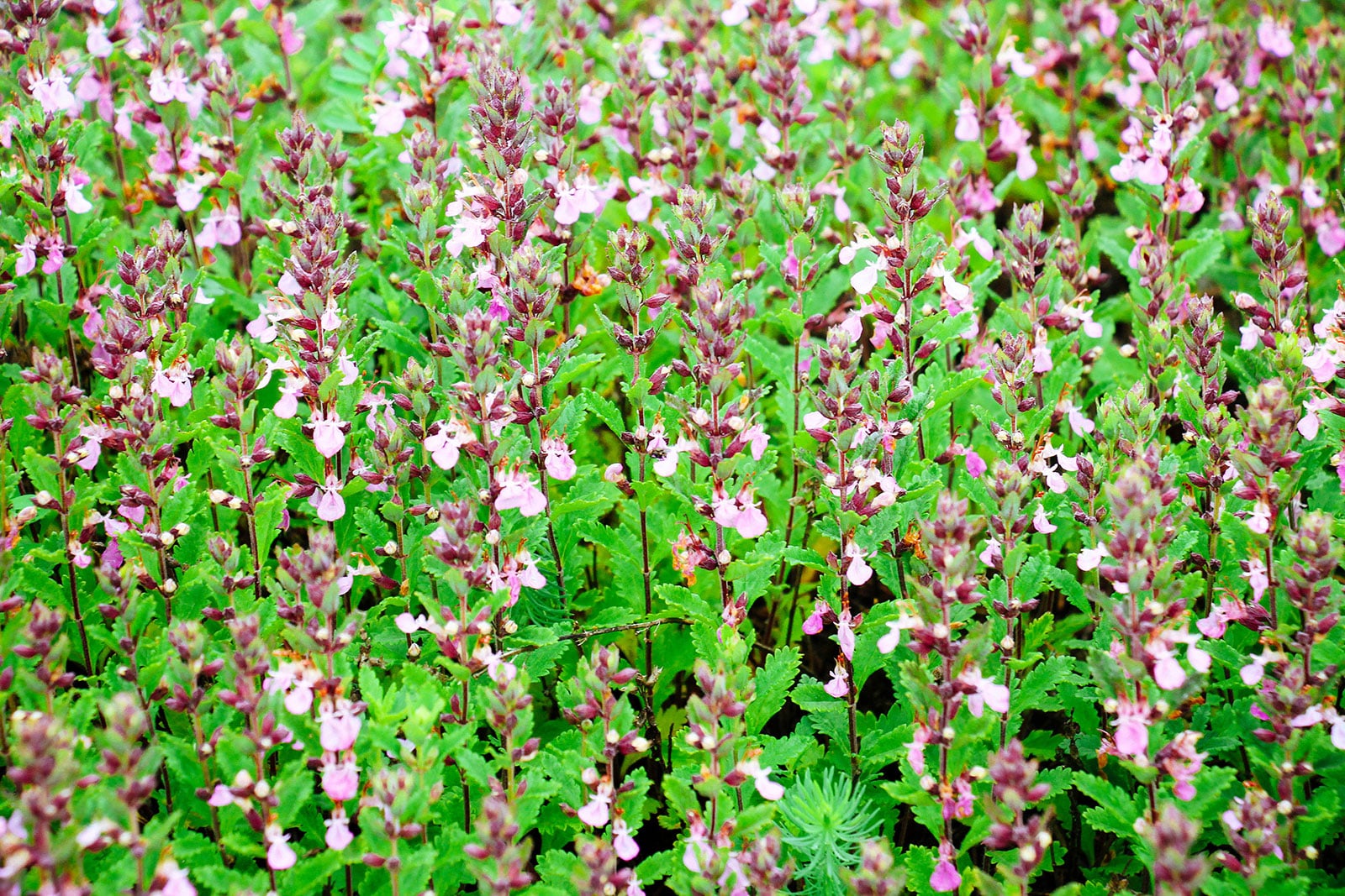 Wall germander ground cover in bloom with purple flowers