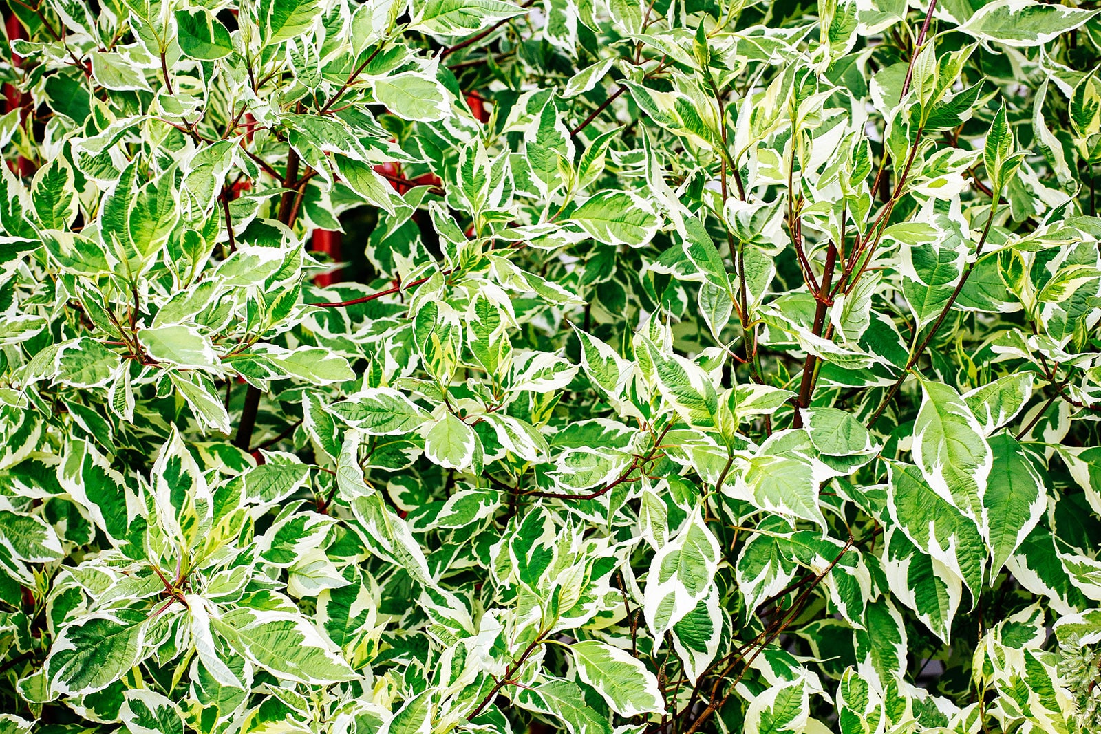 Variegated wintercreeper ground cover