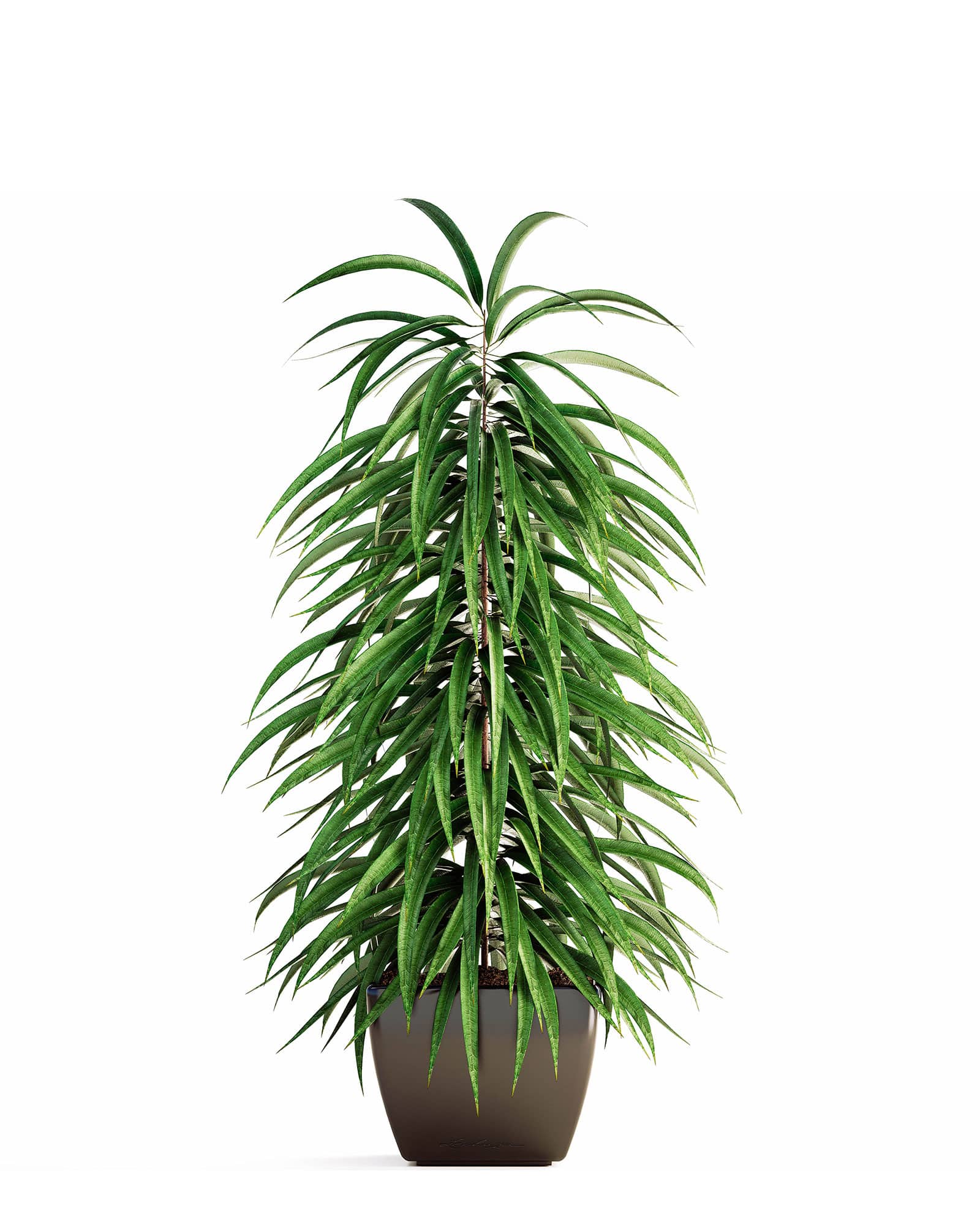 Isolated shot of a mid-sized Ficus alii houseplant in a modern black pot
