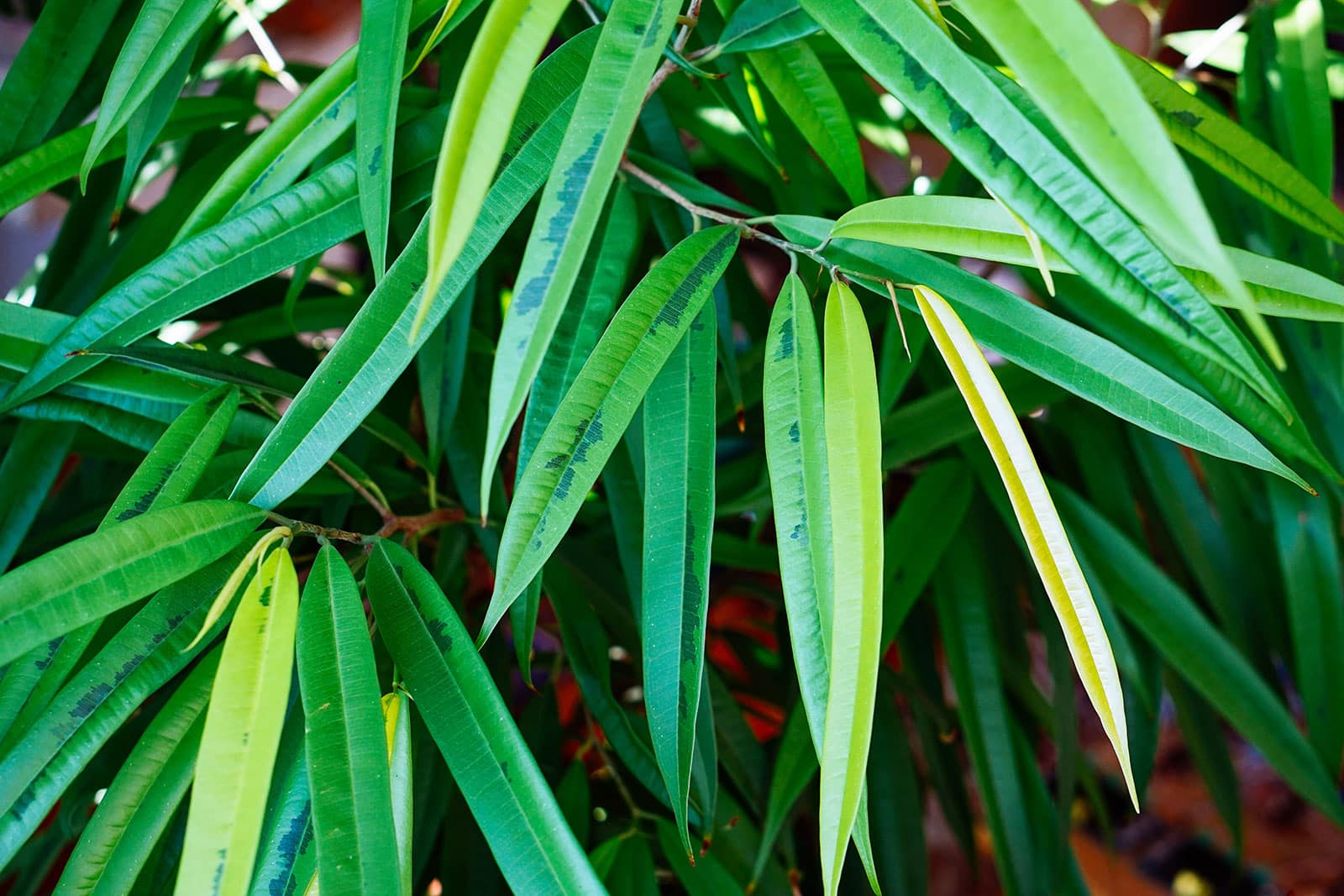 Close-up of narrow Ficus alii leaves