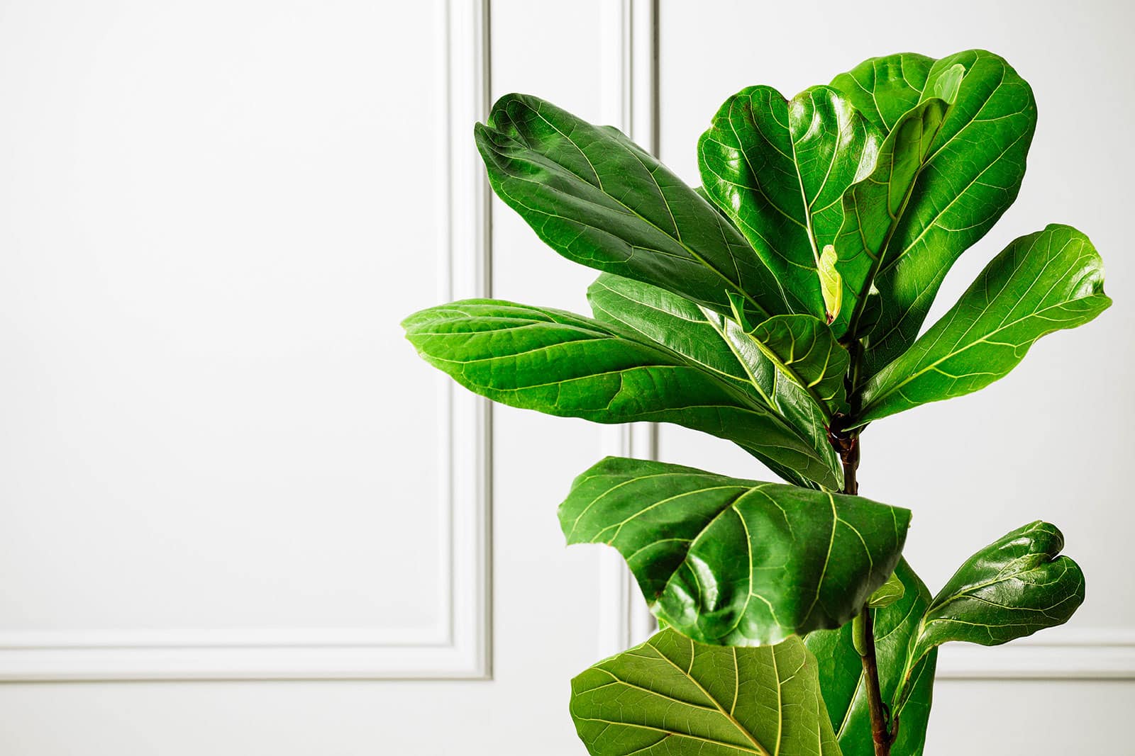 Close-up of large green fiddle leaf fig leaves against a white wall with traditional molding