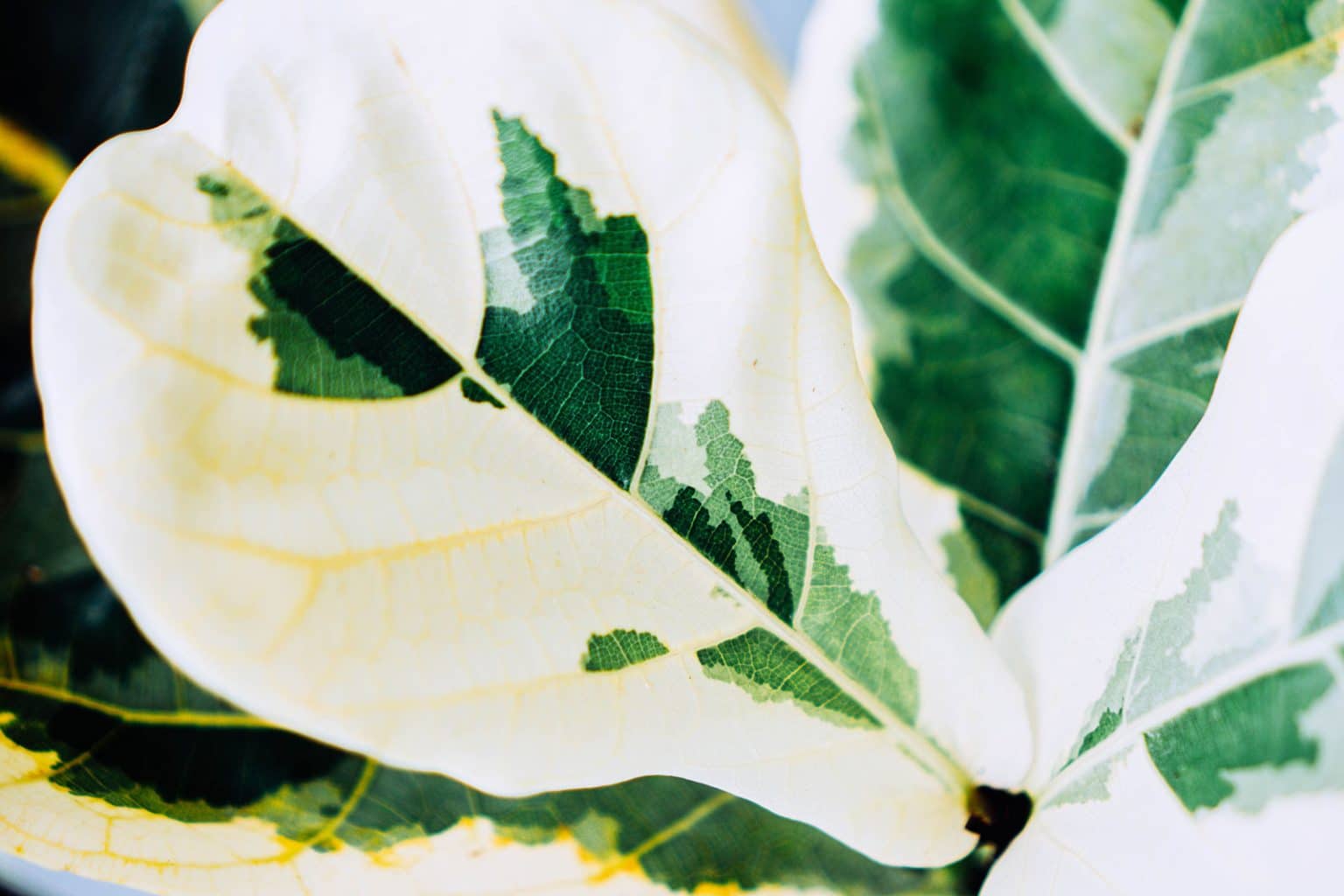 How to Keep Your Fiddle Leaf Fig Alive and Healthy (Ficus Lyrata ...