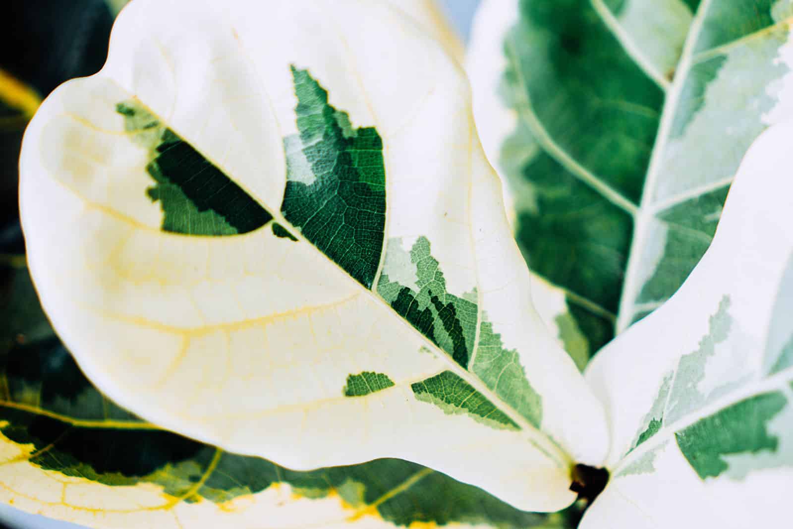 Close-up of variegated white and green Ficus lyrata leaves