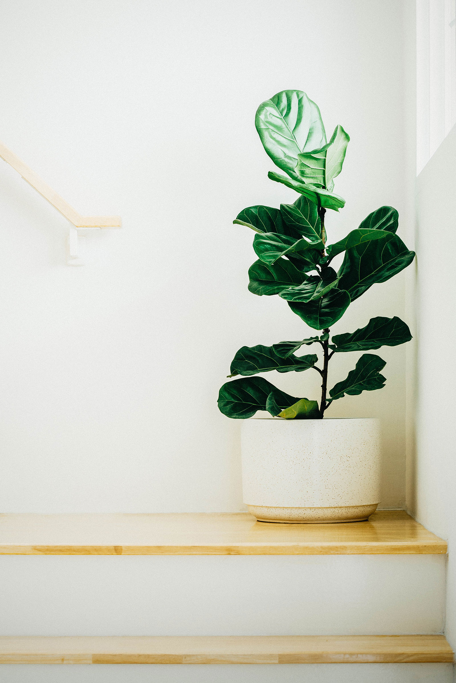 Medium-sized Ficus lyrata plant in a white pot, set on a wooden stair landing in front of a window