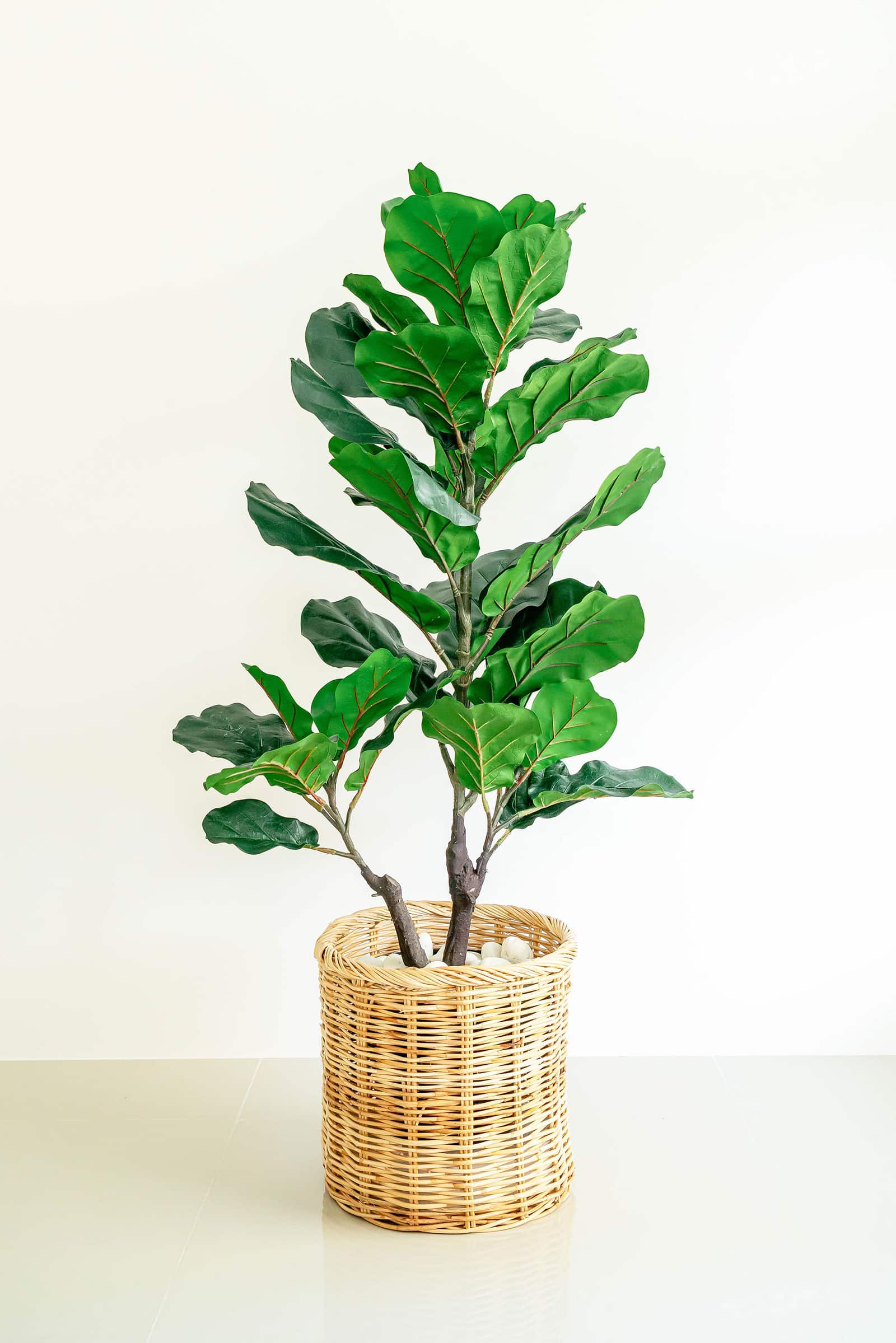 A healthy fiddle leaf fig houseplant in a bamboo planter basket, set on a white floor against a white wall