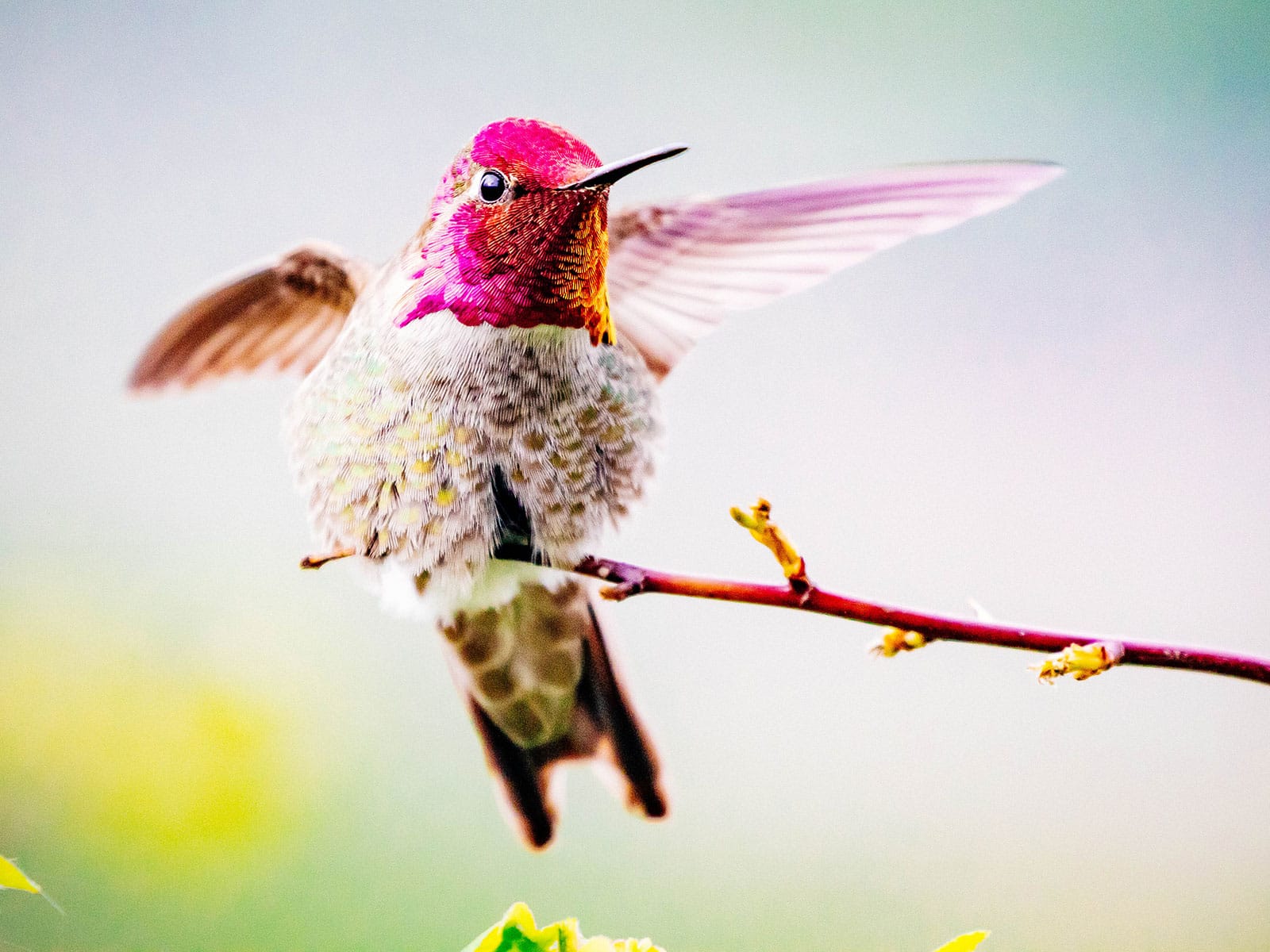 A visual guide to identifying common hummingbirds in the garden
