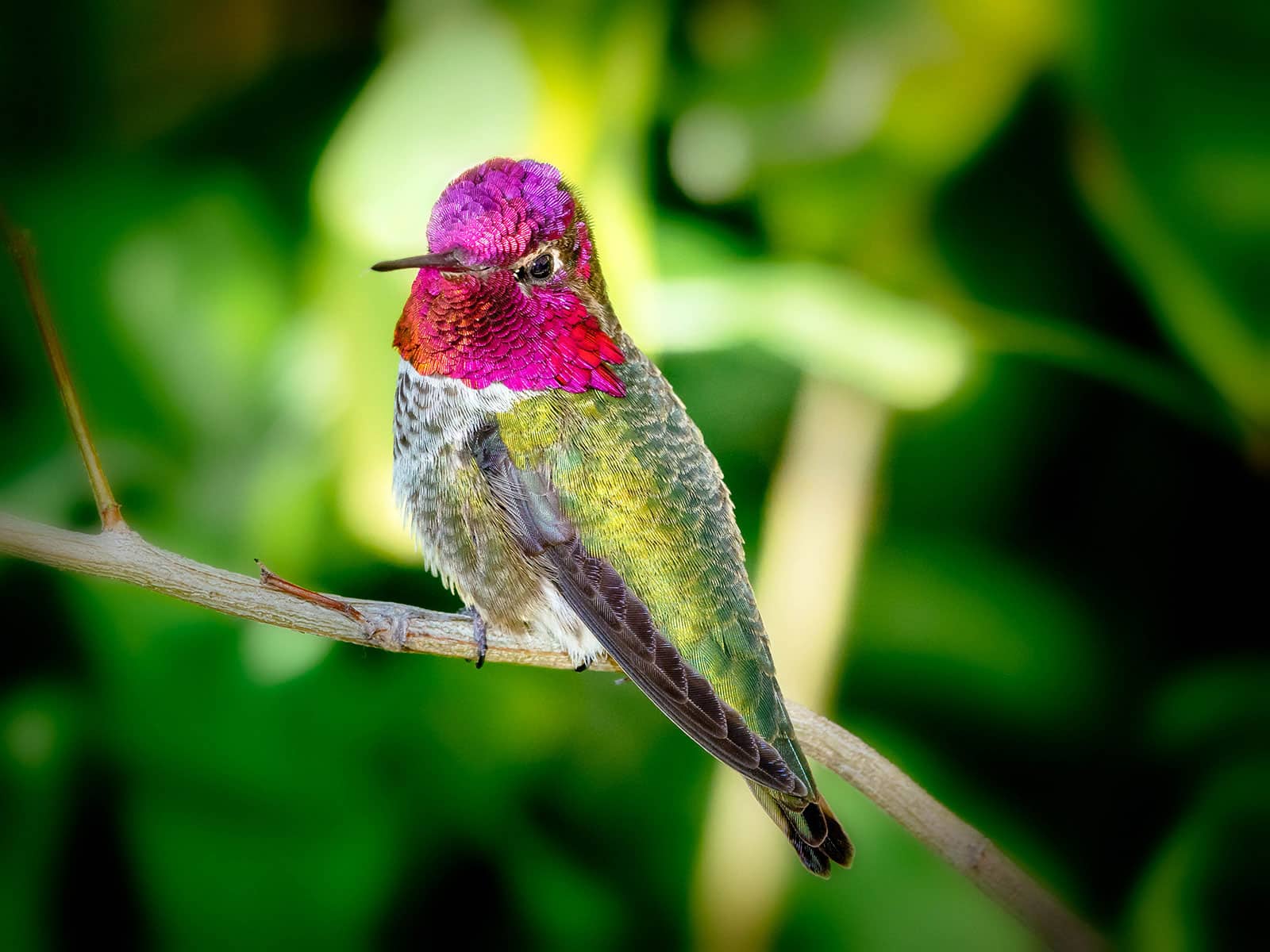 Anna's hummingbird perched on a tree branch