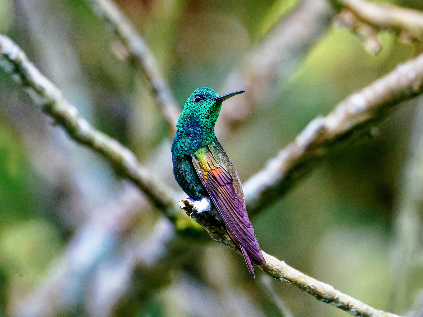 Berylline hummingbird sitting on the end of a small branch