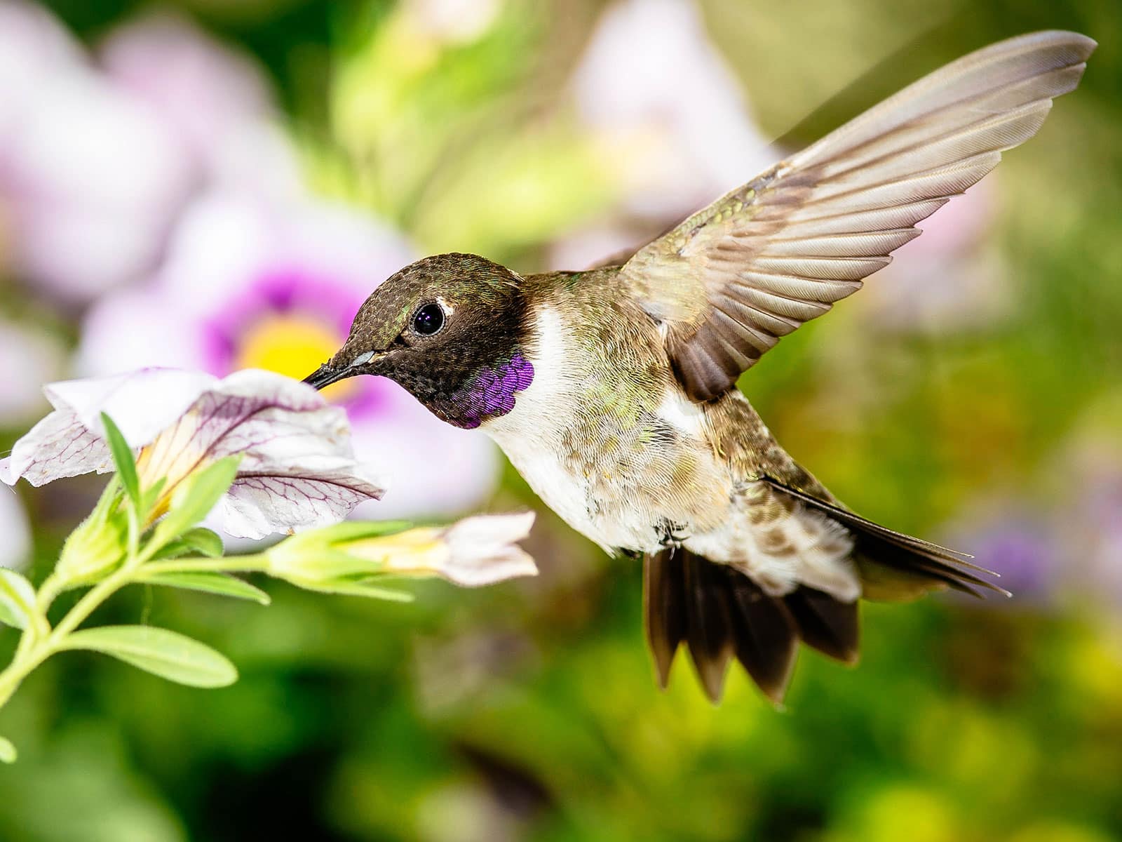 Black-chinned hummingbird feeding on a white flower while in flight