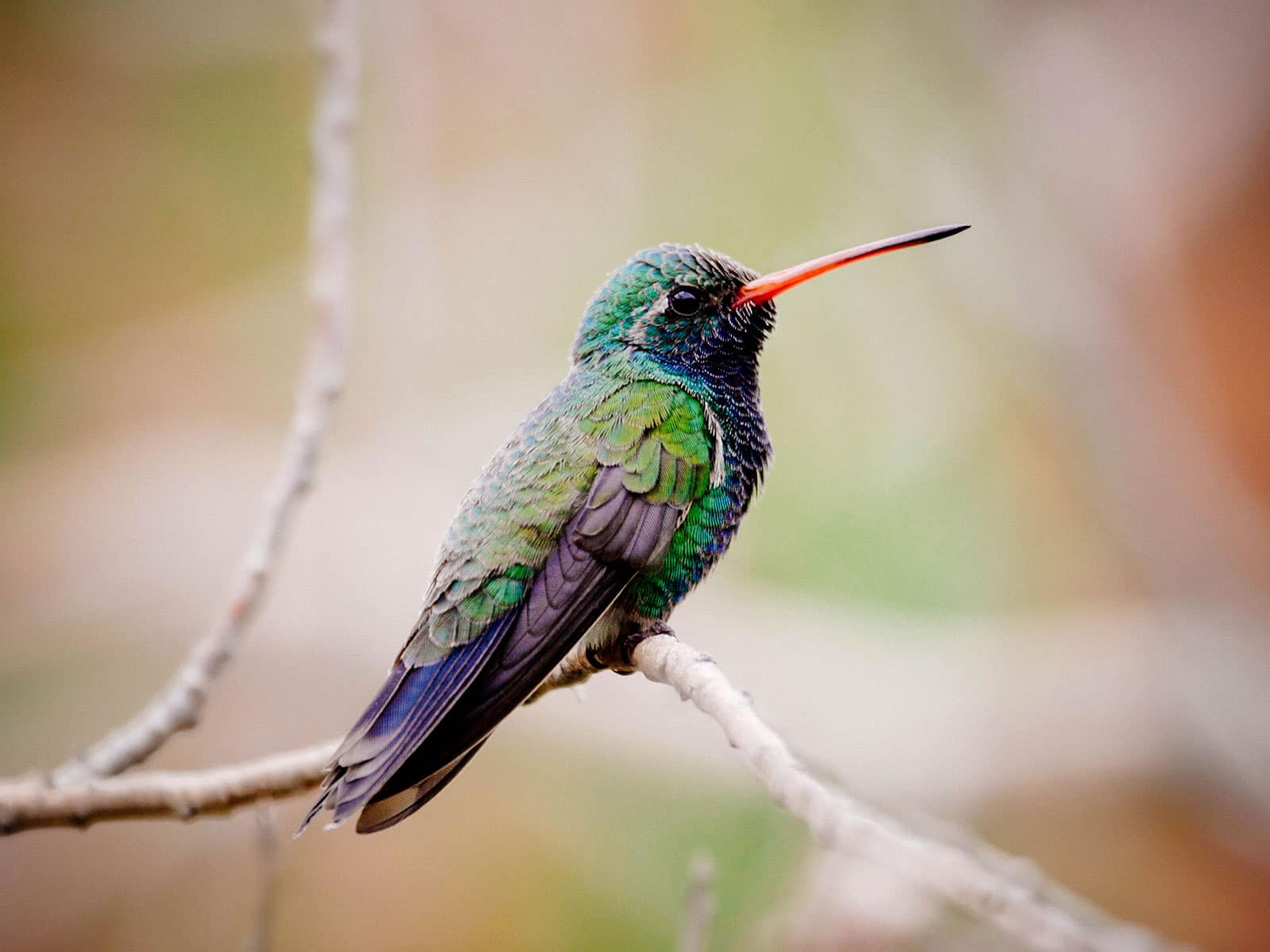 Broad-billed hummingbird sitting on a small tree branch