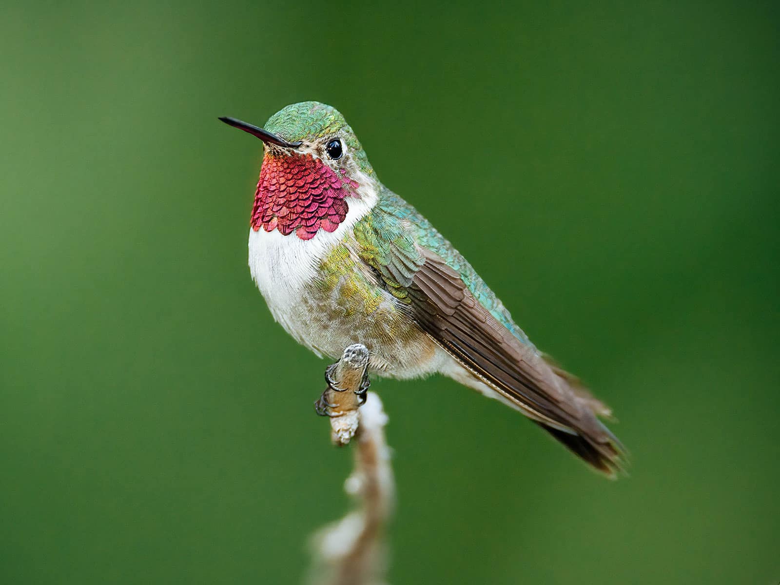 Broad-tailed hummingbird on a tree branch