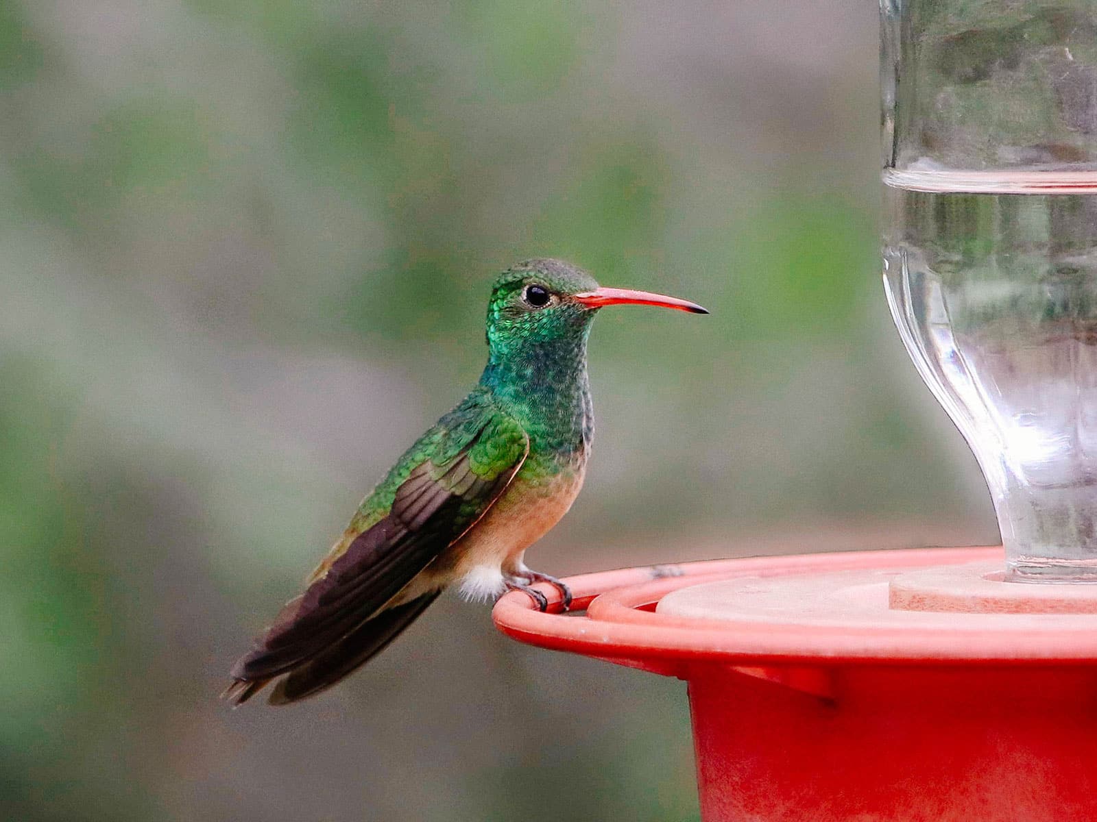 Buff-bellied hummingbird on a red feeder