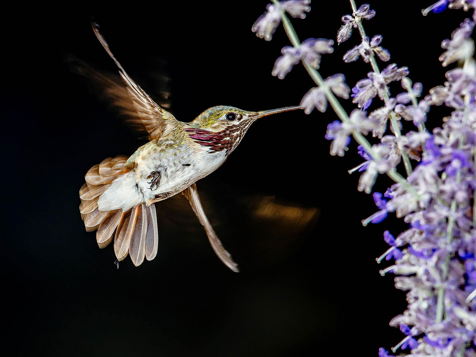 Calliope hummingbird feeding on purple flower spike