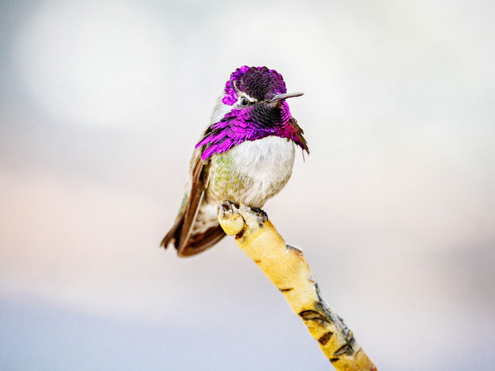 Costa's hummingbird perched on the end of a stick