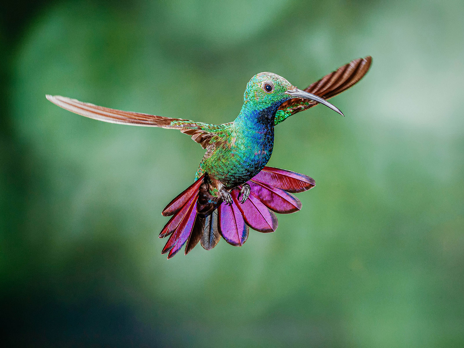Green-breasted mango hummingbird in flight