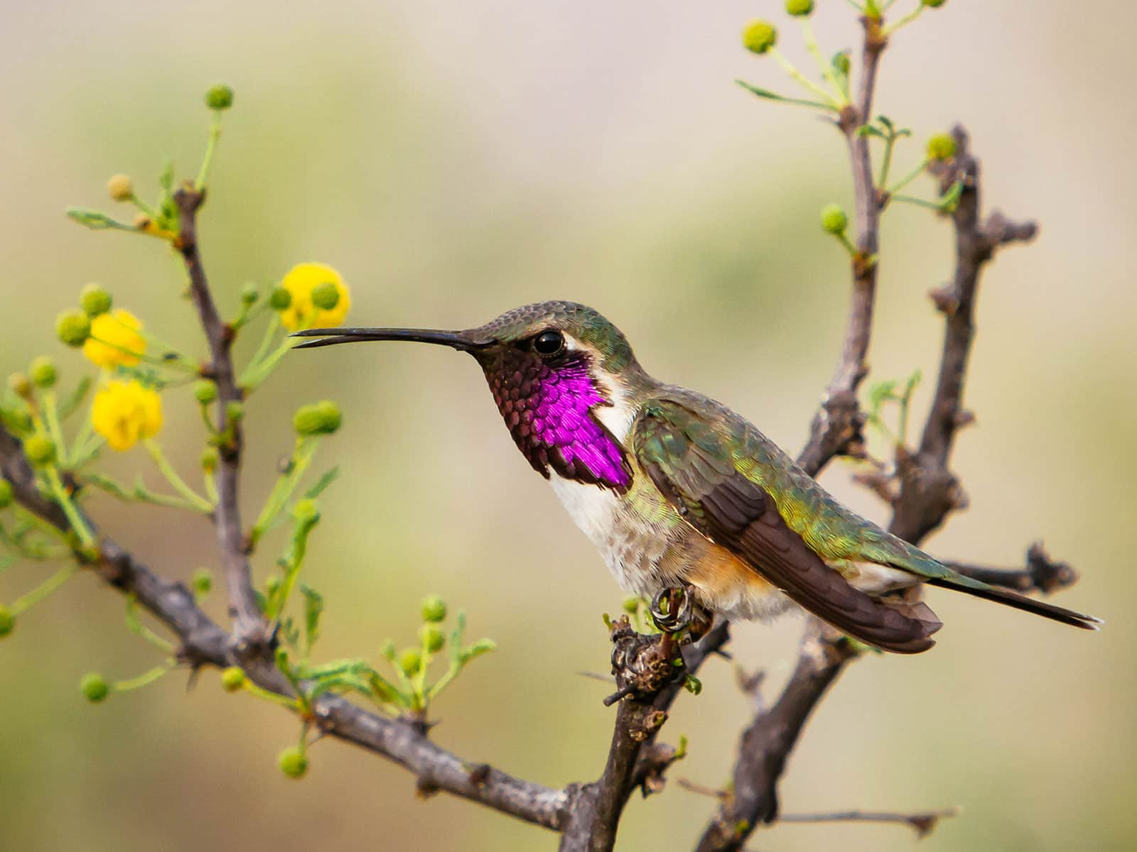 Lucifer hummingbird sitting on a tree branch with new green shoots and yellow buds