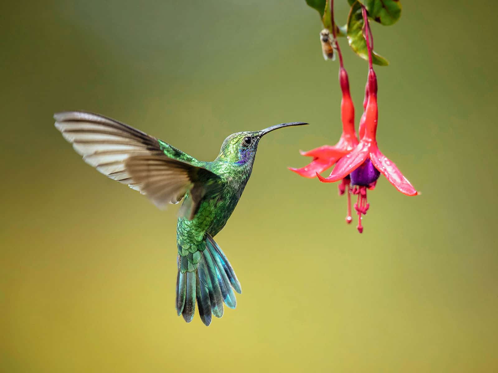 Mexican violetear hummingbird in flight next to fuchsia flowers