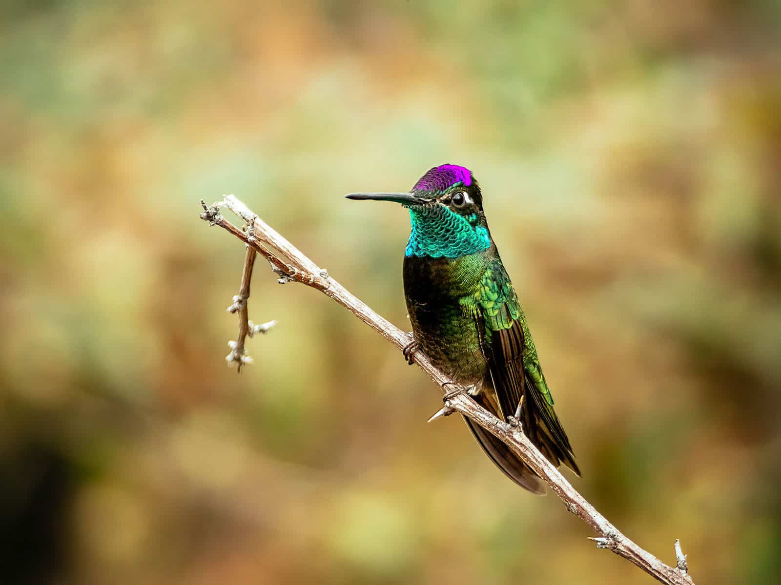 Rivoli's hummingbird perched on the end of a stick