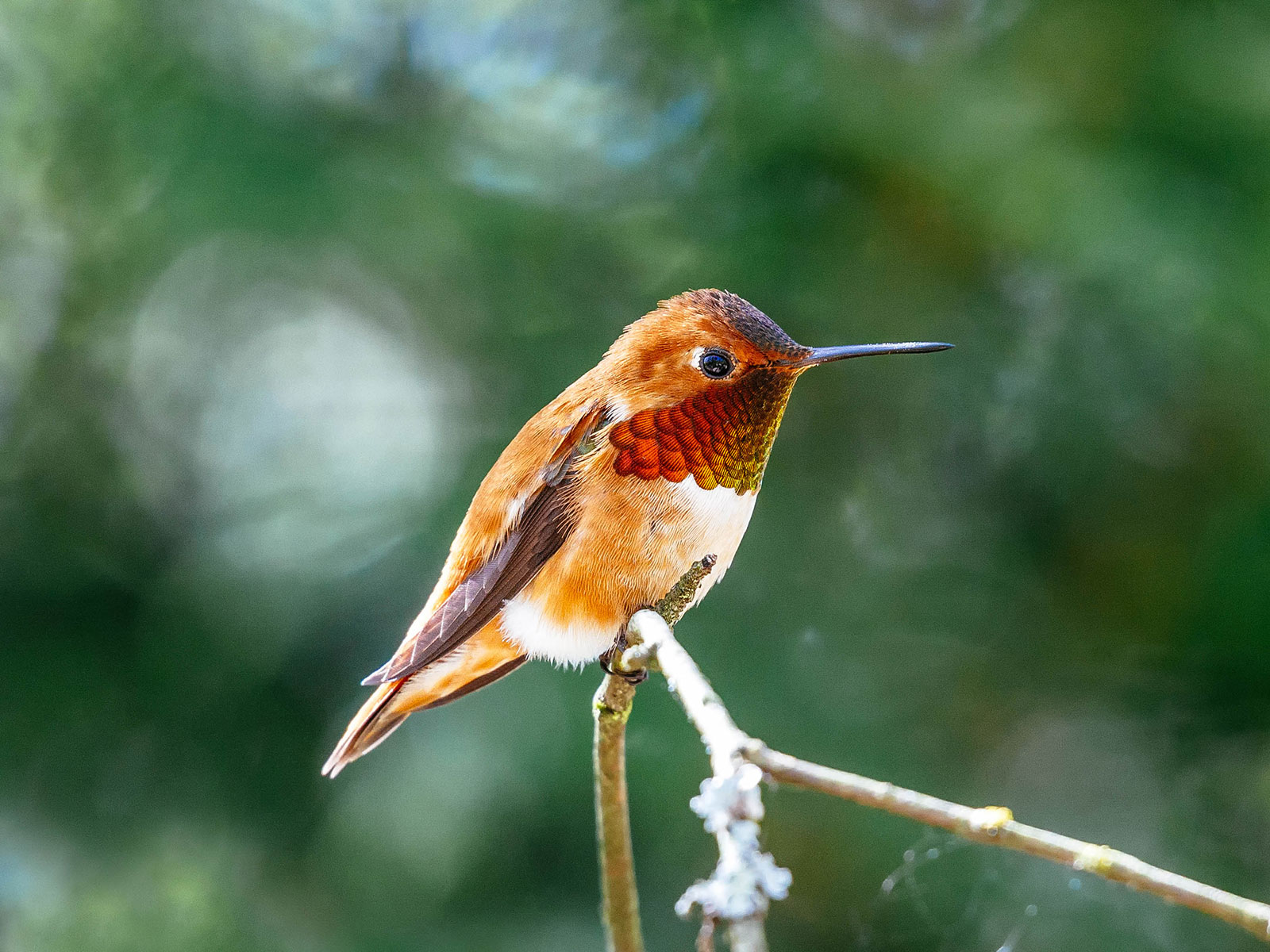 Rufous hummingbird on a thin tree branch