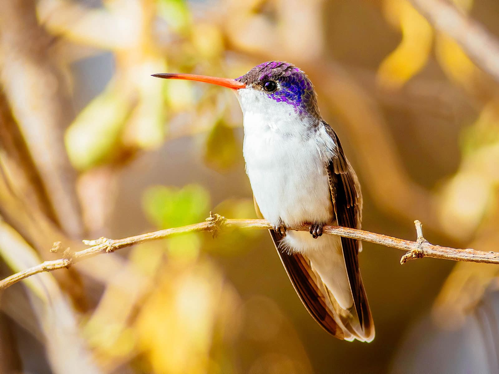 Violet-crowned hummingbird sitting on a thin branch