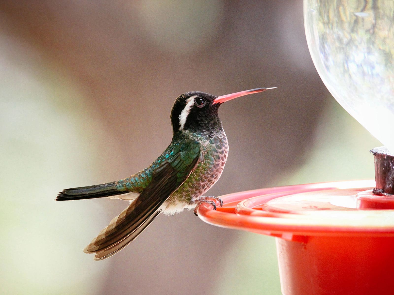 White-eared hummingbird standing on a red feeder