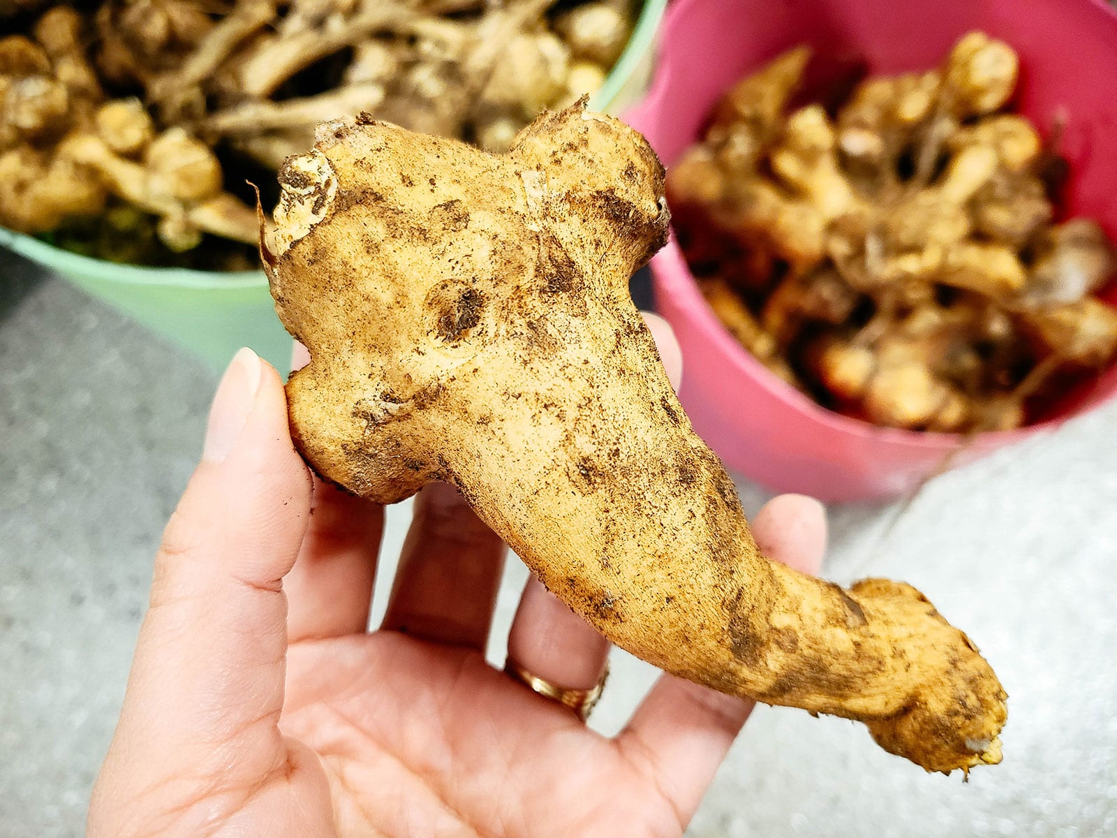 Hand holding a large Jerusalem artichoke tuber, with harvest buckets of more sunchokes in the background