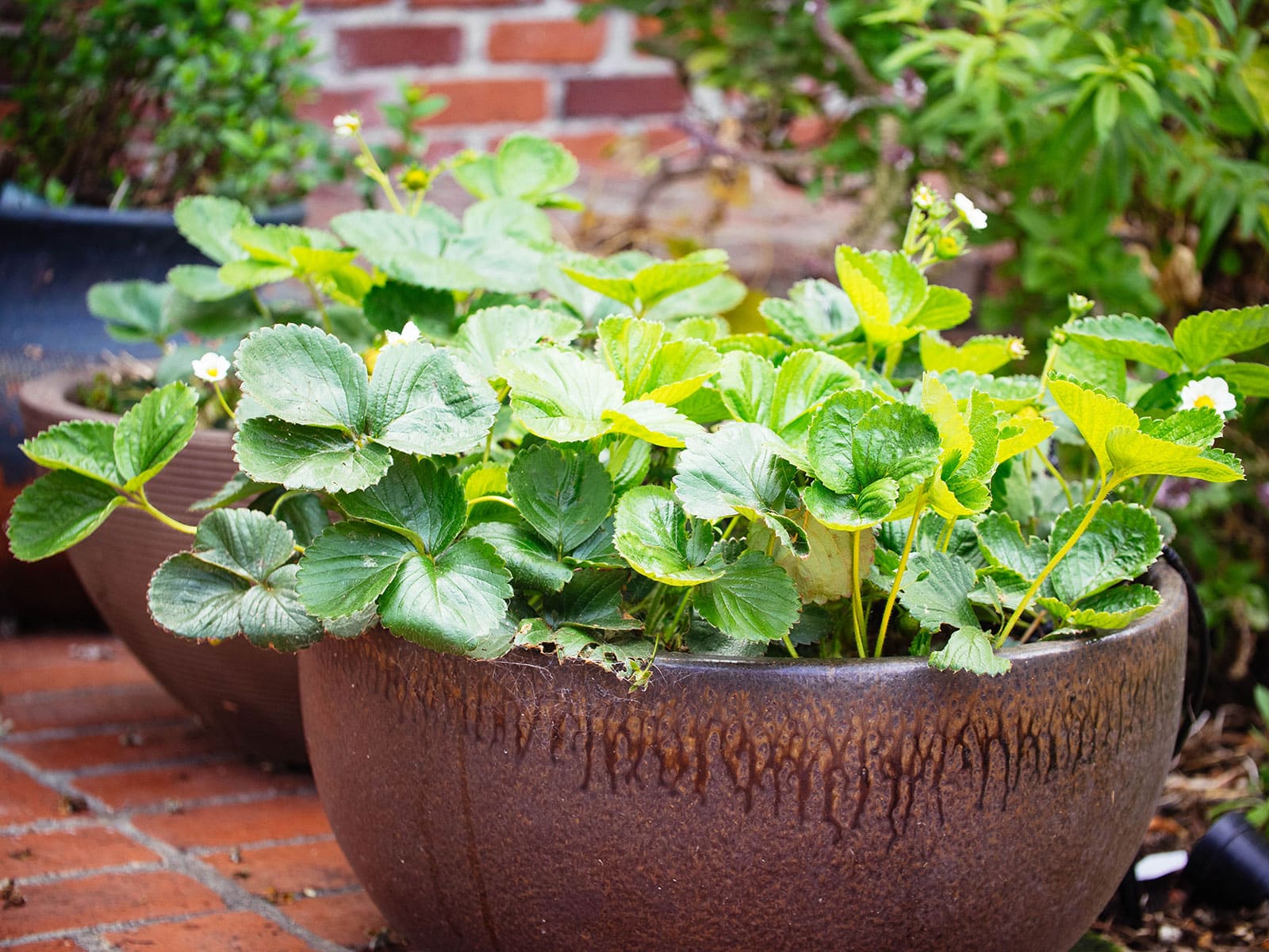 A strawberry plant growing in a wide, dark brown ceramic planter in a garden