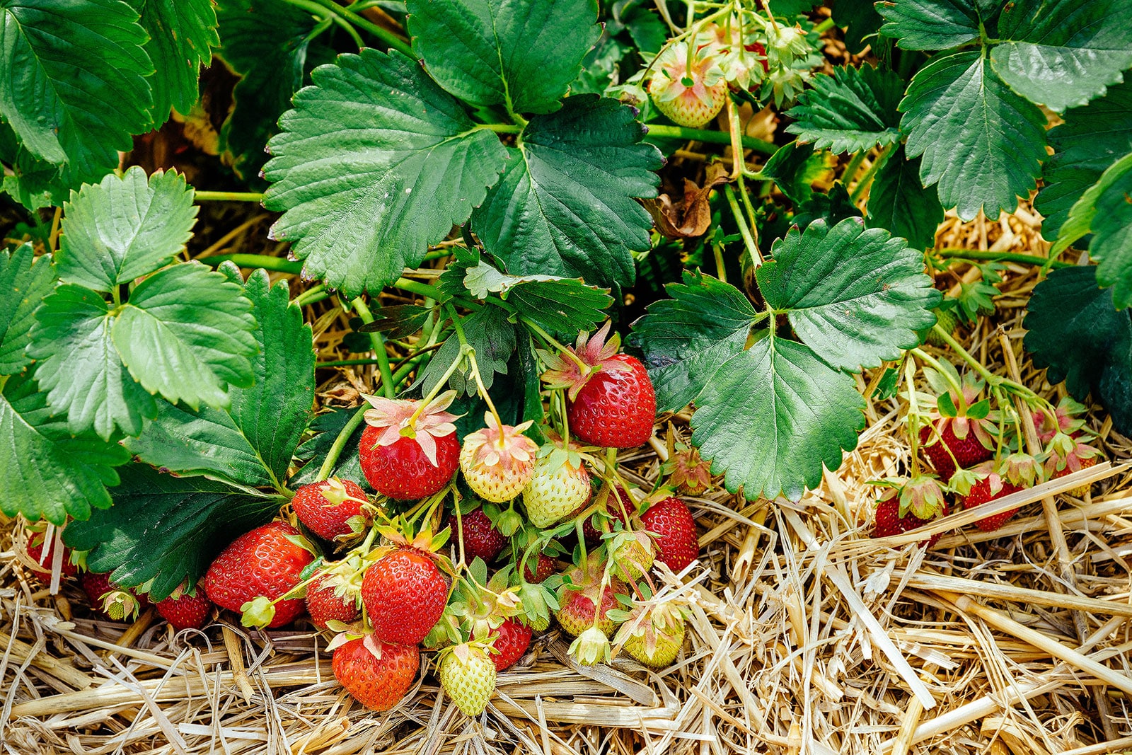 A cluster of both ripe and unripe strawberries growing on a plant in a garden bed mulched with strraw