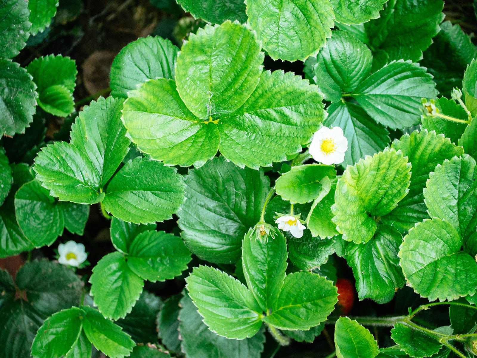 Close-up of strawberry plant foliage dotted with white flowers