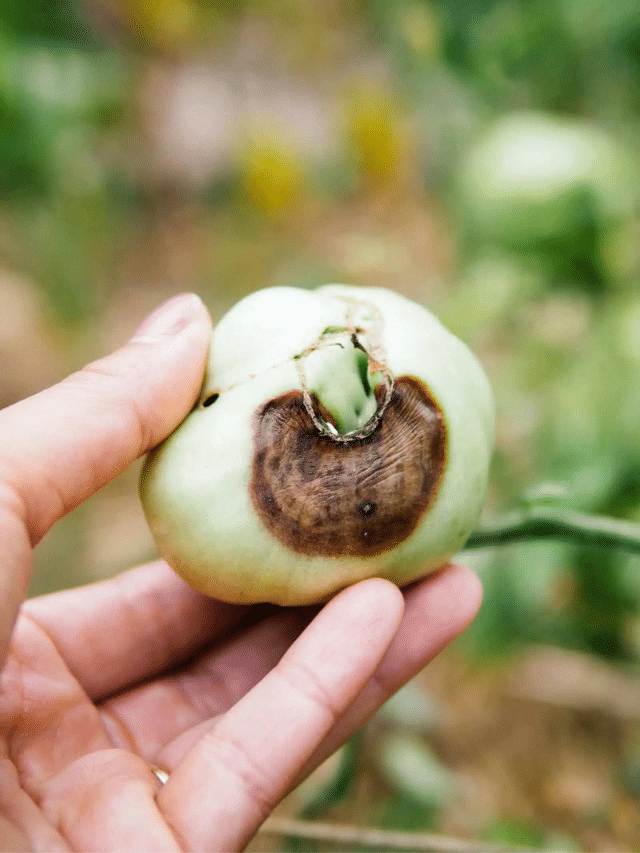How to Stop Blossom End Rot on Your Tomatoes