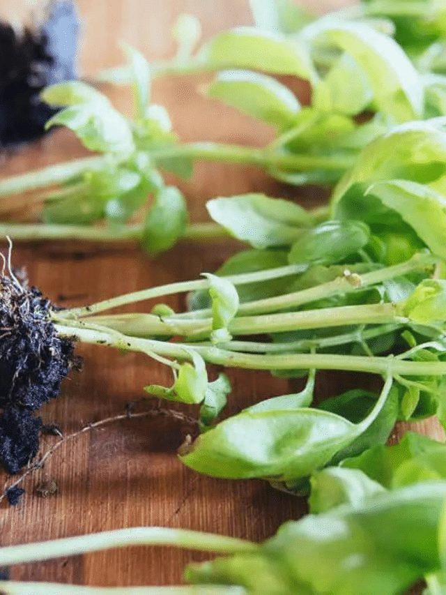 Turn a Living Herb From the Grocery Store Into Tons of Free Plants