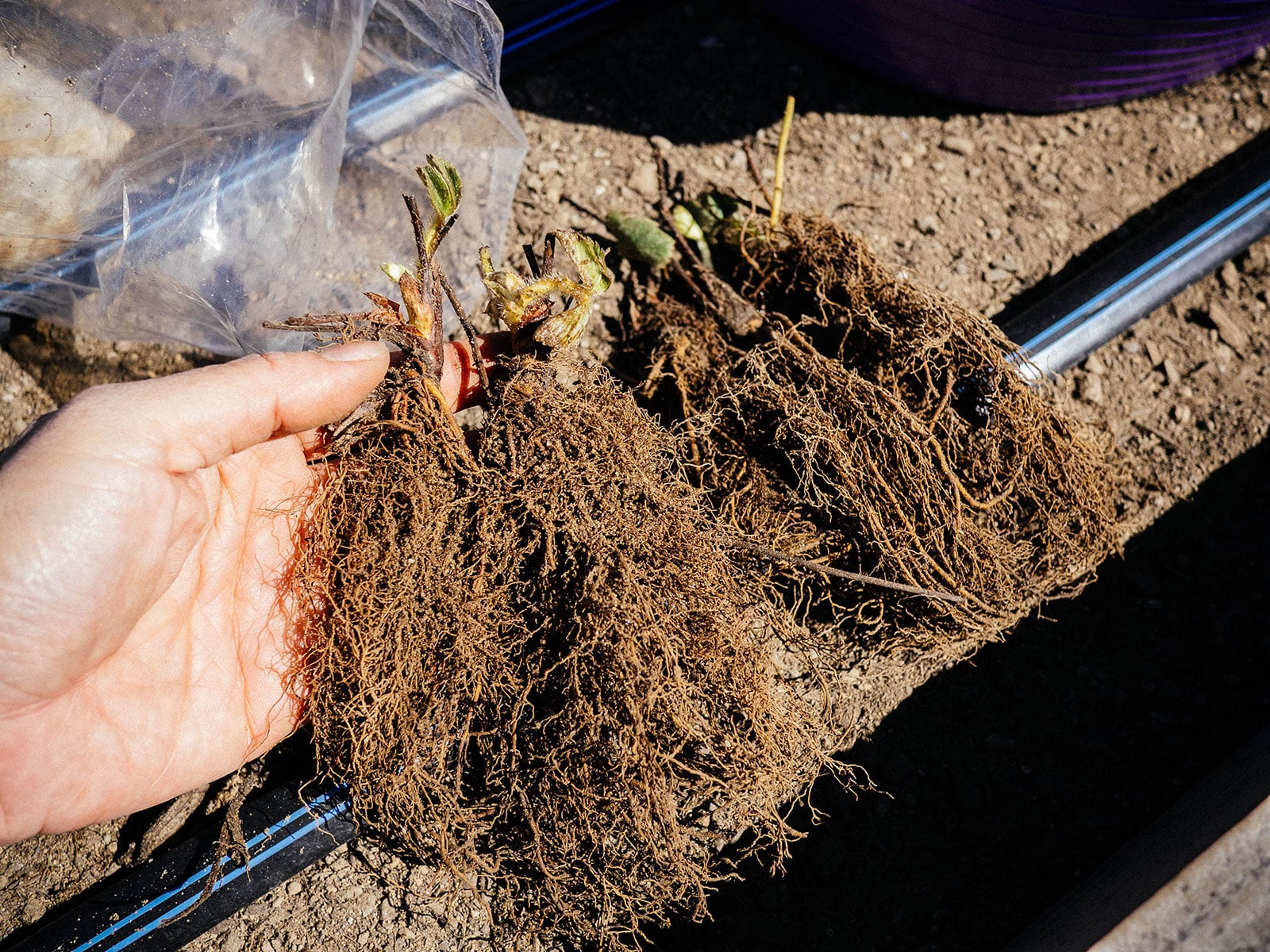 Hand holding a couple bundles of strawberry bare roots before they're planted in a garden