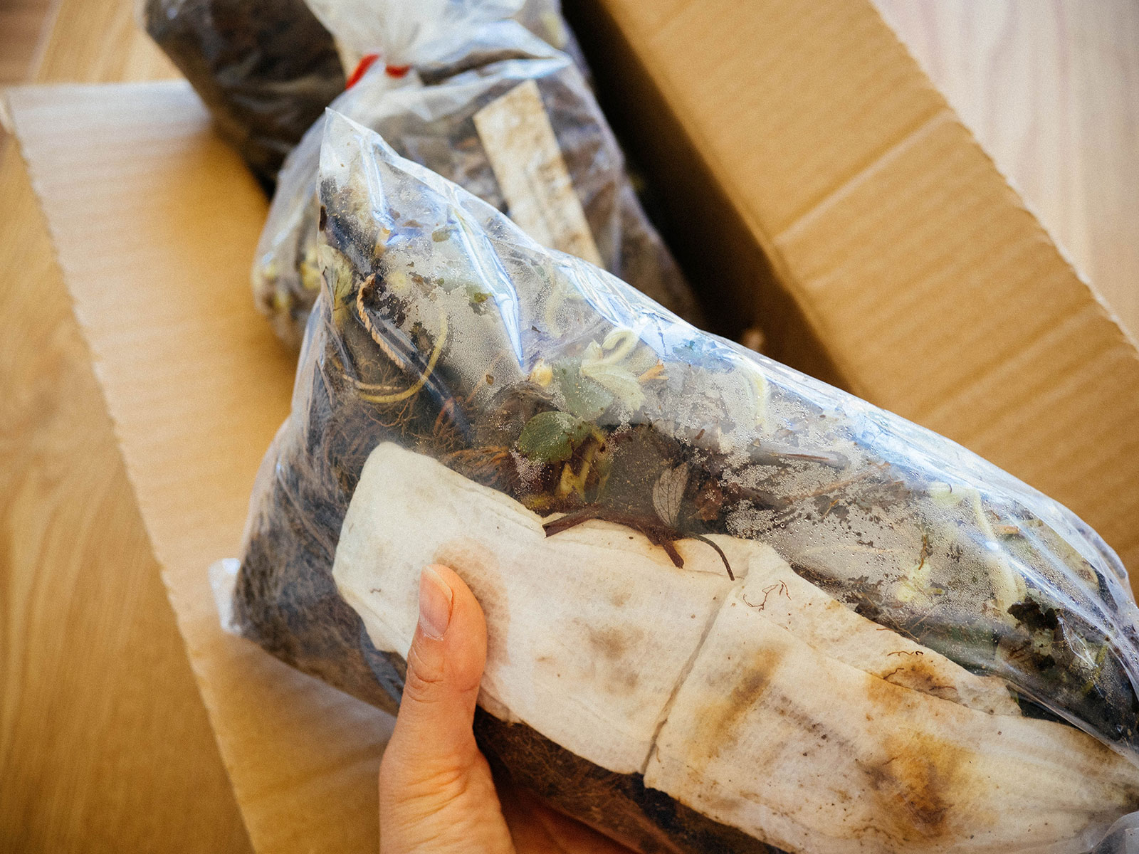Hand holding a plastic bag filled with bare-root strawberry bundles and a paper towel inside