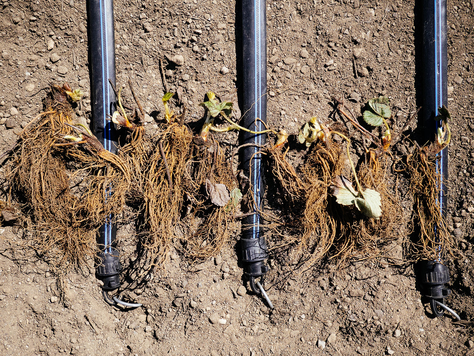 Bare-root strawberry plants laid out on the soil in between drip tape