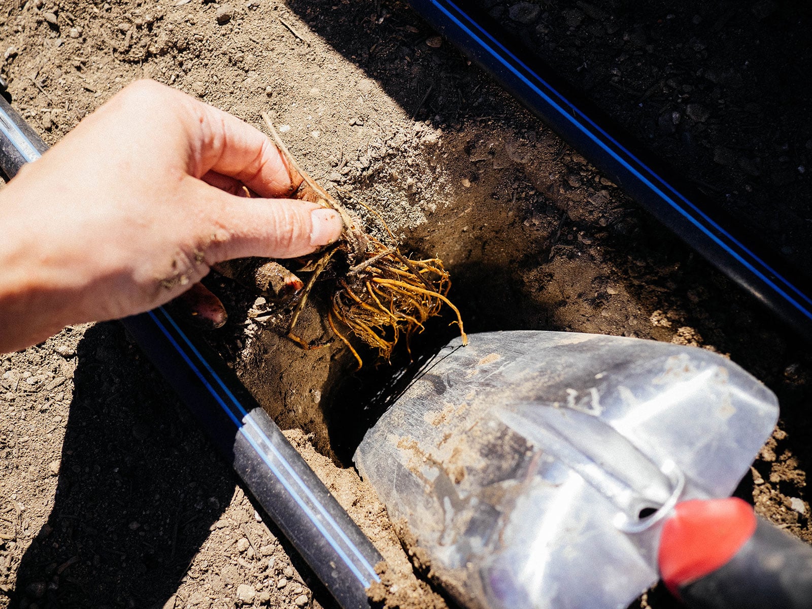 Hand holding a bare-root strawberry as it's being planted in soil with a trowel