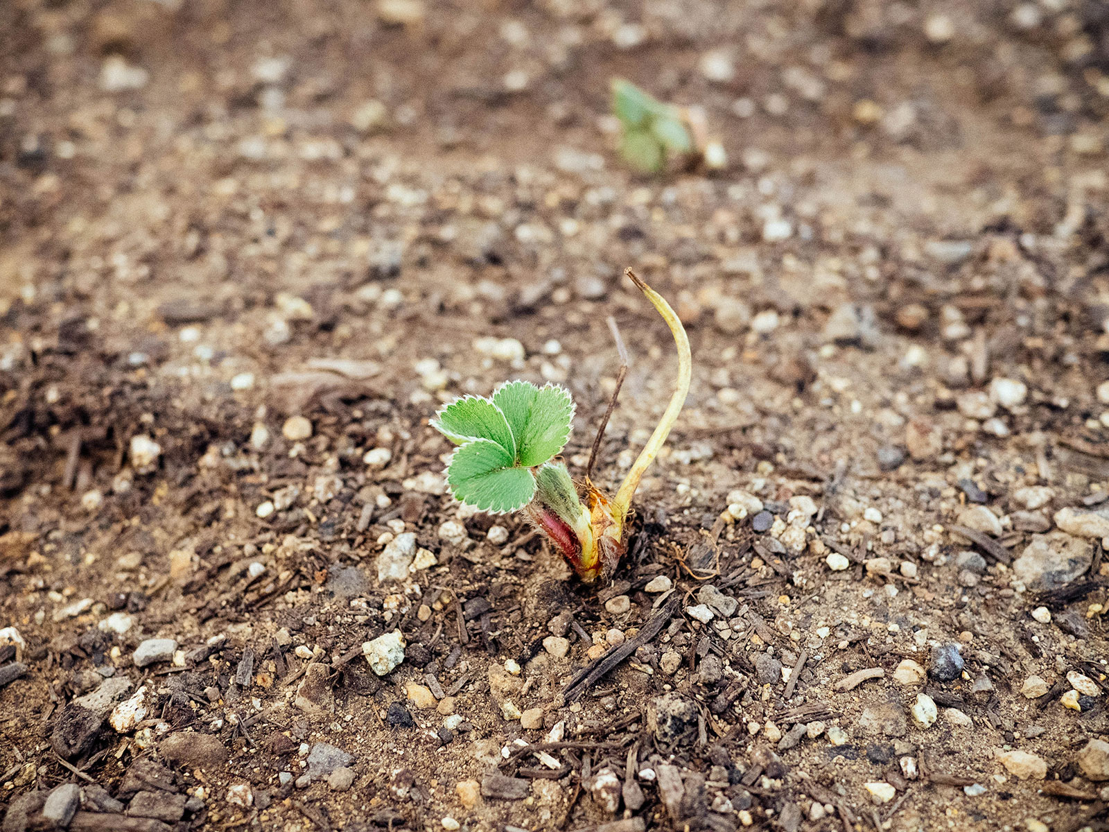 A newly planted strawberry crown with new spring growth
